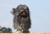 PETIT CHIEN LION 213